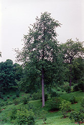 Black Cherry (Prunus serotina) at Stonegate Gardens