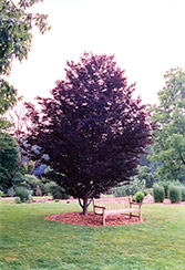 Rohan Purple Beech (Fagus sylvatica 'Rohanii') at Stonegate Gardens