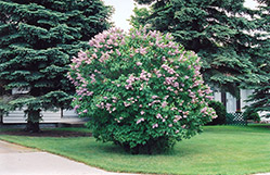 Charm Lilac (Syringa vulgaris 'Charm') at Stonegate Gardens