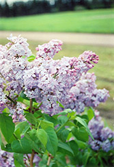 A.M. Brand Lilac (Syringa vulgaris 'A.M. Brand') at Stonegate Gardens