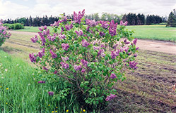 Evangeline Lilac (Syringa x hyacinthiflora 'Evangeline') at A Very Successful Garden Center
