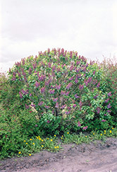 De Miribel Lilac (Syringa vulgaris 'De Miribel') at Stonegate Gardens