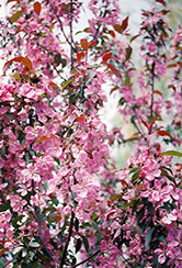 Shaughnessy Cohen Flowering Crab (Malus 'Shaughnessy Cohen') at Stonegate Gardens