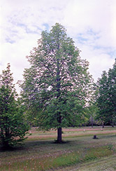 Rancho Linden (Tilia cordata 'Rancho') at Stonegate Gardens