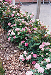 Prairie Joy Rose (Rosa 'Prairie Joy') at Stonegate Gardens