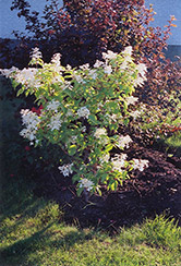 Praecox Hydrangea (Hydrangea paniculata 'Praecox') at Stonegate Gardens