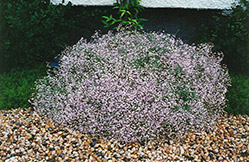 Pink Fairy Baby's Breath (Gypsophila paniculata 'Pink Fairy') at Stonegate Gardens