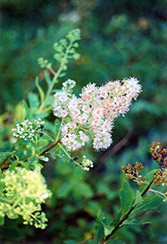 Meadowsweet (Spiraea alba) at Lakeshore Garden Centres