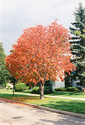 Ohio Buckeye (Aesculus glabra) at Lakeshore Garden Centres
