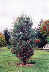 Chinese Juniper (Juniperus chinensis) at Stonegate Gardens