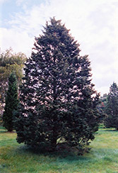 Hill's Redcedar (Juniperus virginiana 'Hillii') at Stonegate Gardens