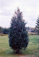 Moffett Juniper (Juniperus scopulorum 'Moffettii') at Stonegate Gardens