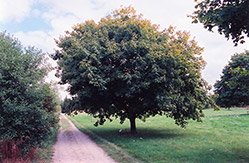 Black Maple (Acer nigrum) at Stonegate Gardens