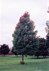 Bowhall Red Maple (Acer rubrum 'Bowhall') at Stonegate Gardens