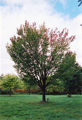 Tilford Red Maple (Acer rubrum 'Tilford') at Stonegate Gardens