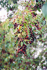 Black Cherry (Prunus serotina) at Stonegate Gardens
