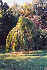 Morioka Weeping Katsura Tree (Cercidiphyllum japonicum 'Morioka Weeping') at Stonegate Gardens