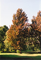 Columnar Red Maple (Acer rubrum 'Columnare') at Stonegate Gardens