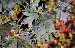 Cutleaf Norway Maple (Acer platanoides 'Dissectum') at Lakeshore Garden Centres