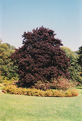 Faasen's Black Norway Maple (Acer platanoides 'Faasen's Black') at A Very Successful Garden Center