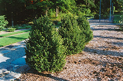 Green Mountain Boxwood (Buxus 'Green Mountain') at Stonegate Gardens