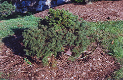 Minima Spruce (Picea abies 'Minima') at Stonegate Gardens