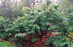 Franklin Tree (Franklinia alatamaha) at Stonegate Gardens