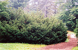 Densa Japanese Yew (Taxus cuspidata 'Densa') at Stonegate Gardens