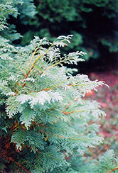 Dumosa Moss Falsecypress (Chamaecyparis pisifera 'Squarrosa Dumosa') at Stonegate Gardens