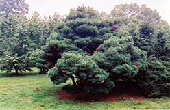 Umbrella White Pine (Pinus strobus 'Umbraculifera') at Stonegate Gardens