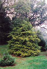 Andeley Whitecedar (Chamaecyparis thyoides 'Andeleyensis') at A Very Successful Garden Center