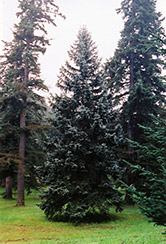 Thompsen Blue Spruce (Picea pungens 'Thompsen Blue') at Stonegate Gardens