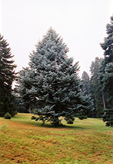 Candicans White Fir (Abies concolor 'Candicans') at Stonegate Gardens