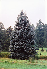 Hoopsii Blue Spruce (Picea pungens 'Hoopsii') at A Very Successful Garden Center