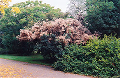 Smokebush (Cotinus coggygria) at Stonegate Gardens