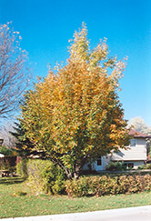 Oakleaf Mountain Ash (Sorbus x hybrida) at Stonegate Gardens