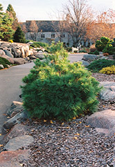 Coney Island White Pine (Pinus strobus 'Coney Island') at Stonegate Gardens