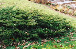 Koster's Redcedar (Juniperus virginiana 'Kosteri') at Stonegate Gardens