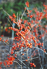 Christmas Cheer Winterberry (Ilex verticillata 'Christmas Cheer') at Stonegate Gardens