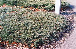Webber Juniper (Juniperus horizontalis 'Webberi') at Stonegate Gardens