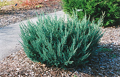 Maney Juniper (Juniperus chinensis 'Maney') at Stonegate Gardens