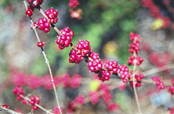 Coralberry (Symphoricarpos orbiculatus) at Stonegate Gardens