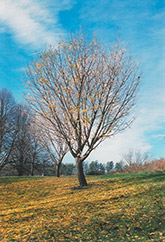 Autumn Gold Ginkgo (Ginkgo biloba 'Autumn Gold') at Lakeshore Garden Centres