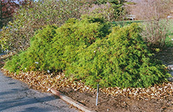 Dwarf Threadleaf Falsecypress (Chamaecyparis pisifera 'Filifera Nana') at A Very Successful Garden Center