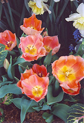 Apricot Beauty Tulip (Tulipa 'Apricot Beauty') at Stonegate Gardens