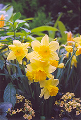Rejnveld's Early Sensation Daffodil (Narcissus 'Rejnveld's Early Sensation') at Stonegate Gardens