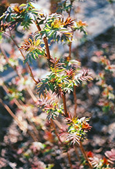 False Spirea (Sorbaria sorbifolia) at Lakeshore Garden Centres