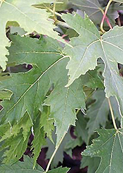 Silver Cloud Silver Maple (Acer saccharinum 'Silver Cloud') at Stonegate Gardens