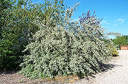 Silverscape Olive (Elaeagnus 'Jeffmorg') at Stonegate Gardens