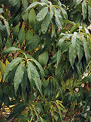 Goldspur Amur Cherry (Prunus maackii 'Jefspur') at Stonegate Gardens